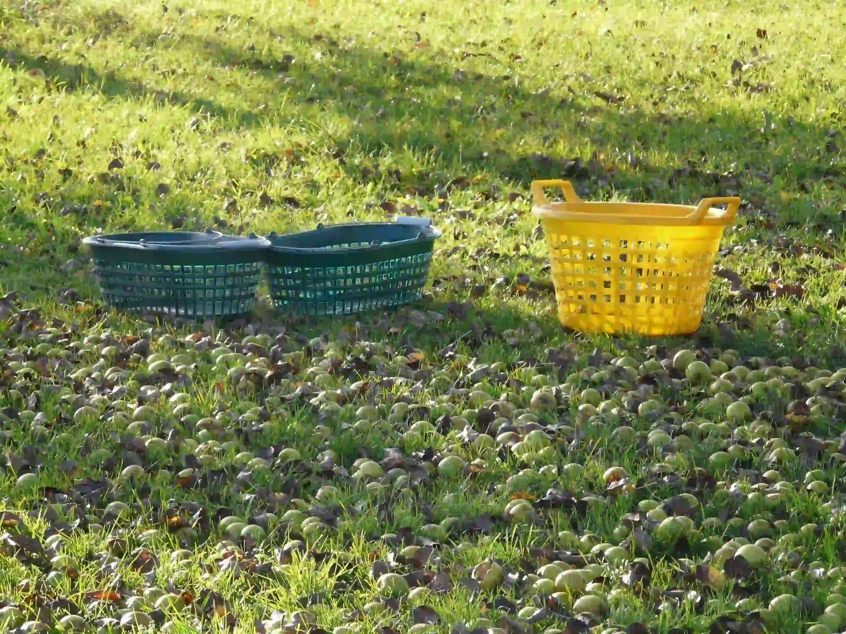 Portada: ¿Cómo Empezar Tu Huerto en Casa?